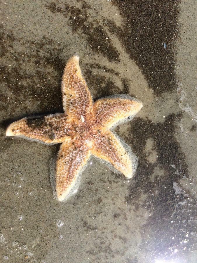 „luettje Kluntje“ Borkum